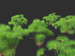 Cyperus papyrus - Bulrush 02 3D Model