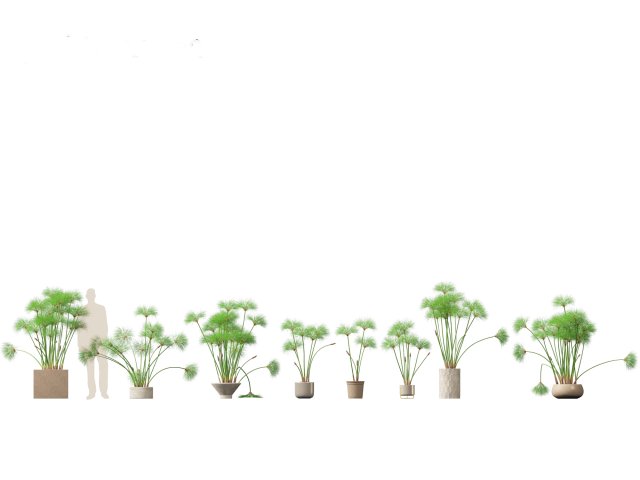 Cyperus papyrus - Bulrush 03 3D Model .c4d .max .obj .3ds .fbx .stl .blend 