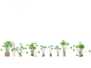 Cyperus papiro - Giunco ​​di palude 03 Modello 3D