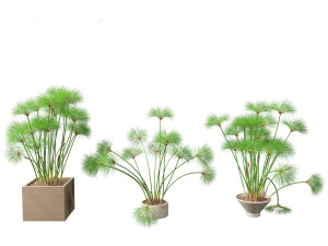 Cyperus papyrus - Bulrush 03 3D Model