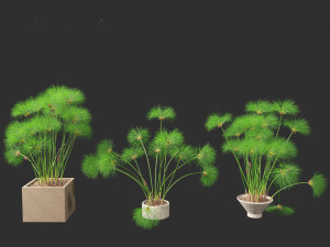 Cyperus papyrus - Bulrush 03 3D Model