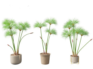 Cyperus papyrus - Bulrush 03 3D Model