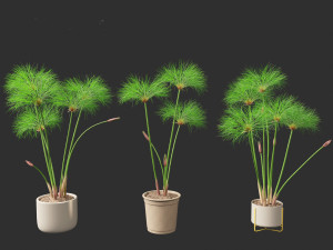 Cyperus papyrus - Bulrush 03 3D Model
