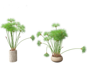 Cyperus papyrus - Bulrush 03 3D Model