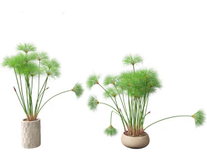 Cyperus papyrus - Bulrush 03 3D Model