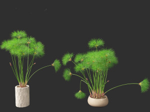 Cyperus papyrus - Bulrush 03 3D Model