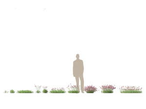 Dianthus gratianopolitanus - r&oacute;ż cheddar Model 3D