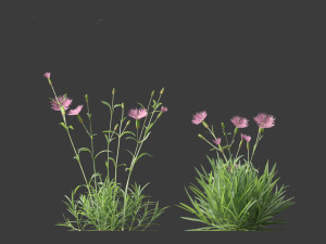 Dianthus gratianopolitanus - cheddar pink 3D मॉडल