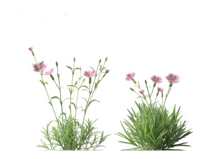 Dianthus gratianopolitanus - cheddar pink 3D मॉडल