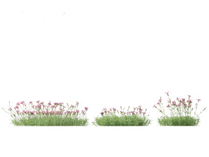 Dianthus gratianopolitanus - cheddar pink 3D मॉडल
