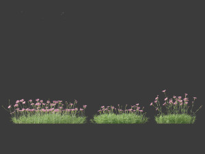 Dianthus gratianopolitanus - cheddar pink 3D मॉडल