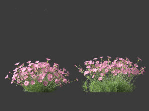 Dianthus gratianopolitanus - cheddar pink 3D मॉडल