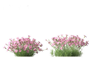 Dianthus gratianopolitanus - cheddar pink 3D मॉडल