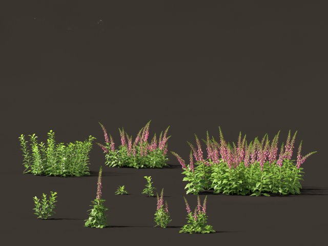 Digitalis purpurea - foxglove 3D Model .c4d .max .obj .3ds .fbx .stl .blend 