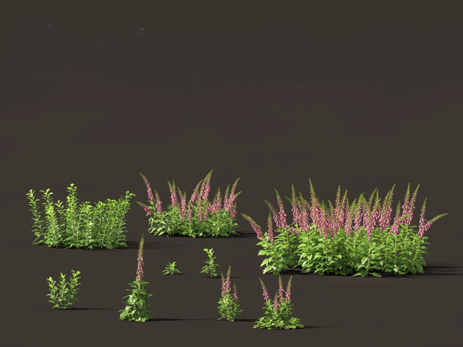 Digitalis purpurea - foxglove 3D Model .c4d .max .obj .3ds .fbx .stl .blend