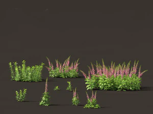 Digitalis purpurea - sarung tangan rubah Model 3D