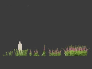 Digitalis purpurea - foxglove 3D Model