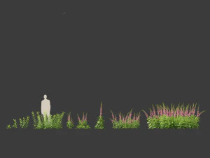 Digitalis purpurea - foxglove 3D Model