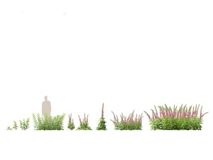Digitalis purpurea - foxglove 3D Model