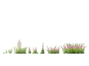 Digitalis purpurea - foxglove 3D Model
