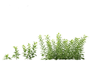 Digitalis purpurea - foxglove 3D Model