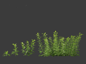 Digitalis purpurea - foxglove 3D Model