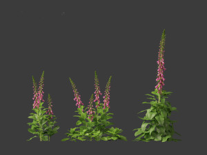 Digitalis purpurea - foxglove 3D Model
