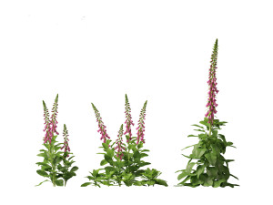 Digitalis purpurea - foxglove 3D Model