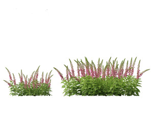 Digitalis purpurea - foxglove 3D Model