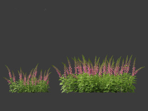 Digitalis purpurea - foxglove 3D Model