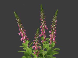 Digitalis purpurea - foxglove 3D Model