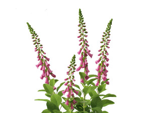 Digitalis purpurea - foxglove 3D Model