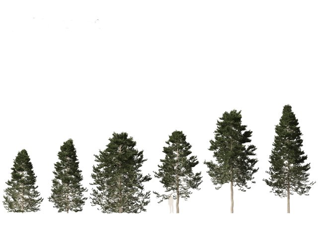 Pseudotsuga menziesi Douglas fi 3D Модель .c4d .max .obj .3ds .fbx .stl .blend 