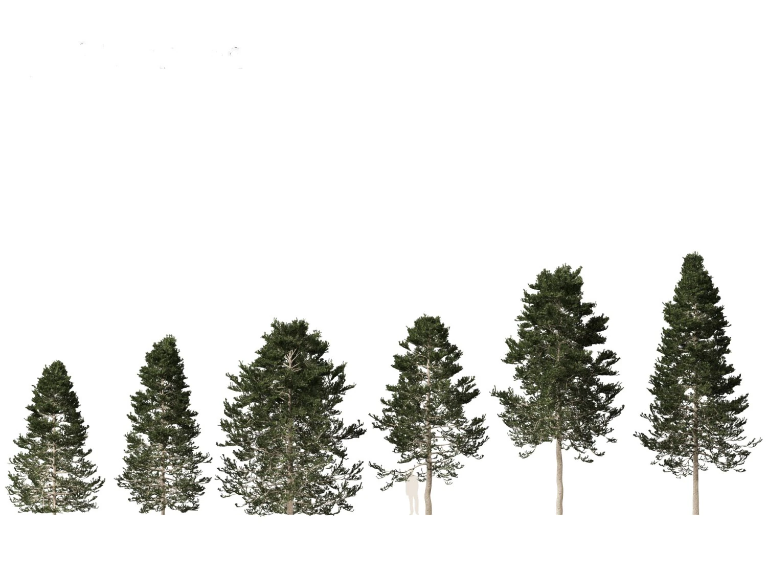 Pseudotsuga menziesi Douglas fi 3D Model .c4d .max .obj .3ds .fbx .stl .blend 