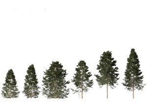 Pseudotsuga menziesi Douglas fi Modelo 3D