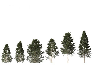 Pseudotsuga menziesii Abeto de Douglas Modelo 3D