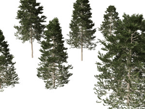 Pseudotsuga menziesi Douglas fi 3D Модель