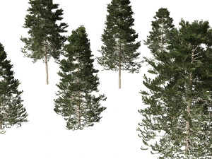 Pseudotsuga menziesi Douglas fi 3D Model