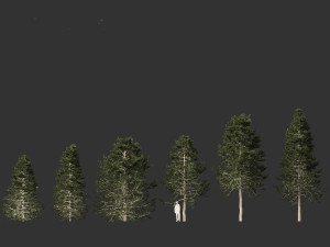 Pseudotsuga menziesi Douglas fi 3D Модель