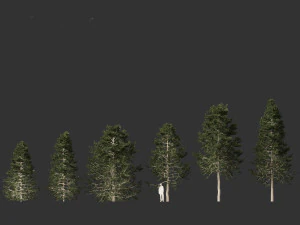 Pseudotsuga menziesi Douglas fi 3D Model