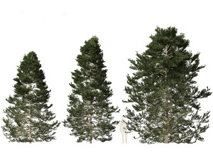 Pseudotsuga menziesi Douglas fi 3D Модель