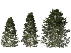 Pseudotsuga menziesi Douglas fi 3D Model