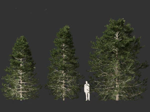 Pseudotsuga menziesi Douglas fi 3D Model