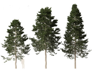 Pseudotsuga menziesi Douglas fi 3D Модель