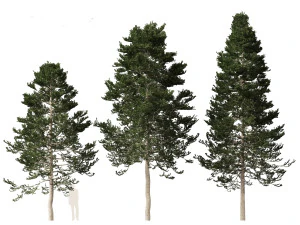 Pseudotsuga menziesi Douglas fi 3D Model