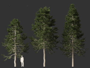 Pseudotsuga menziesi Douglas fi 3D Модель