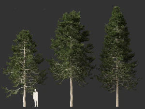 Pseudotsuga menziesi Douglas fi 3D Model