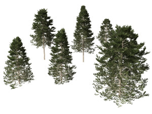 Pseudotsuga menziesi Douglas fi 3D Модель