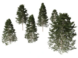 Pseudotsuga menziesi Douglas fi 3D Model