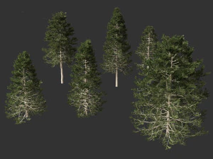 Pseudotsuga menziesi Douglas fi 3D Model